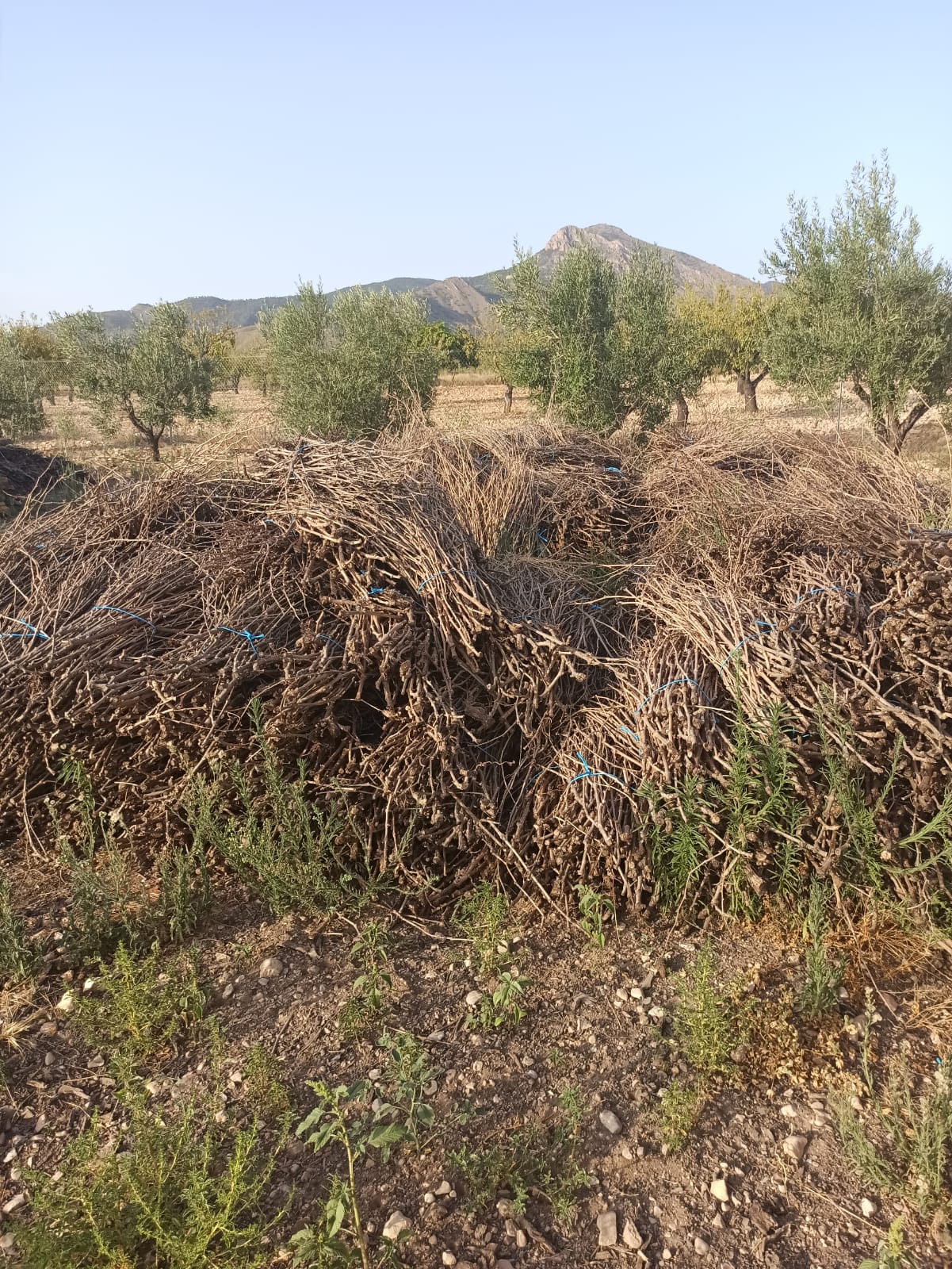 LEÑAS EL CARCHE